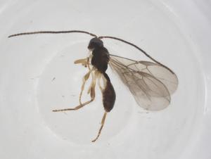  ( - CBG-A57890-B04)  @11 [ ] CreativeCommons - Attribution Share - Alike (2024) Centre for Biodiversity Genomics Centre for Biodiversity Genomics