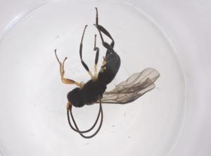  ( - CBG-A57895-A04)  @11 [ ] CreativeCommons - Attribution Share - Alike (2024) Centre for Biodiversity Genomics Centre for Biodiversity Genomics