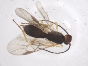  ( - CBG-A57895-F04)  @11 [ ] CreativeCommons - Attribution Share - Alike (2024) Centre for Biodiversity Genomics Centre for Biodiversity Genomics