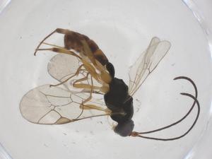  ( - CBG-A57896-B09)  @11 [ ] CreativeCommons - Attribution Share - Alike (2024) Centre for Biodiversity Genomics Centre for Biodiversity Genomics