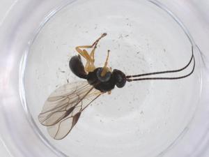  ( - CBG-A57897-E06)  @11 [ ] CreativeCommons - Attribution Share - Alike (2024) Centre for Biodiversity Genomics Centre for Biodiversity Genomics