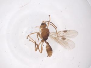  (Leiophron Malaise9779 - CBG-A57898-A10)  @11 [ ] CreativeCommons - Attribution Share - Alike (2024) Centre for Biodiversity Genomics Centre for Biodiversity Genomics