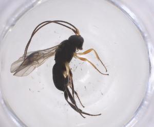  ( - CBG-A57898-D07)  @11 [ ] CreativeCommons - Attribution Share - Alike (2024) Centre for Biodiversity Genomics Centre for Biodiversity Genomics