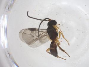  ( - CBG-A57902-G04)  @11 [ ] CreativeCommons - Attribution Share - Alike (2024) Centre for Biodiversity Genomics Centre for Biodiversity Genomics