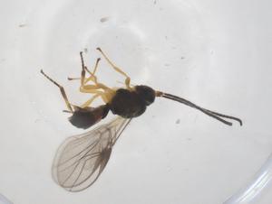  (opiMalaise01 Malaise8485 - CBG-A57905-C06)  @11 [ ] CreativeCommons - Attribution Share - Alike (2024) Centre for Biodiversity Genomics Centre for Biodiversity Genomics