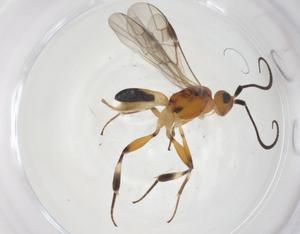  ( - CBG-A57906-A03)  @11 [ ] CreativeCommons - Attribution Share - Alike (2024) Centre for Biodiversity Genomics Centre for Biodiversity Genomics