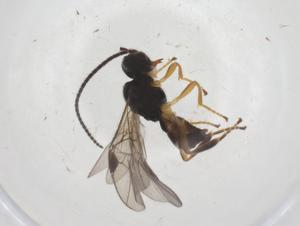  ( - CBG-A57906-B02)  @11 [ ] CreativeCommons - Attribution Share - Alike (2024) Centre for Biodiversity Genomics Centre for Biodiversity Genomics