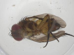  ( - CBG-A57908-A01)  @11 [ ] CreativeCommons - Attribution Share - Alike (2024) Centre for Biodiversity Genomics Centre for Biodiversity Genomics