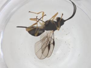  ( - CBG-A57908-A02)  @11 [ ] CreativeCommons - Attribution Share - Alike (2024) Centre for Biodiversity Genomics Centre for Biodiversity Genomics