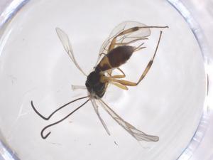  ( - CBG-A57913-G09)  @11 [ ] CreativeCommons - Attribution Share - Alike (2024) Centre for Biodiversity Genomics Centre for Biodiversity Genomics