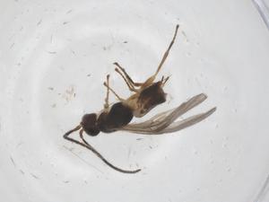  ( - CBG-A57914-E05)  @11 [ ] CreativeCommons - Attribution Share - Alike (2024) Centre for Biodiversity Genomics Centre for Biodiversity Genomics