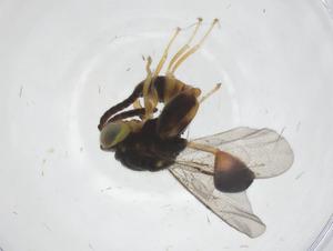  (chalMalaise01 Malaise5712 - CBG-A57918-E12)  @11 [ ] CreativeCommons - Attribution Share - Alike (2024) Centre for Biodiversity Genomics Centre for Biodiversity Genomics