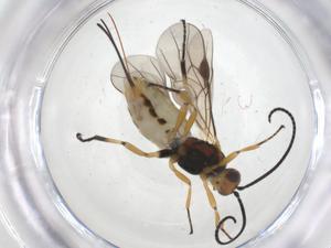  ( - CBG-A57921-E01)  @11 [ ] CreativeCommons - Attribution Share - Alike (2024) Centre for Biodiversity Genomics Centre for Biodiversity Genomics