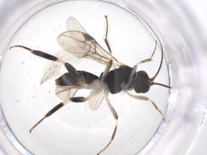  ( - CBG-A57922-E01)  @11 [ ] CreativeCommons - Attribution Share - Alike (2024) Centre for Biodiversity Genomics Centre for Biodiversity Genomics