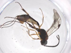  ( - CBG-A57922-E12)  @11 [ ] CreativeCommons - Attribution Share - Alike (2024) Centre for Biodiversity Genomics Centre for Biodiversity Genomics