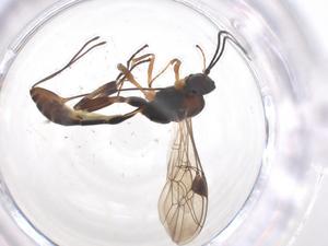  ( - CBG-A57922-G01)  @11 [ ] CreativeCommons - Attribution Share - Alike (2024) Centre for Biodiversity Genomics Centre for Biodiversity Genomics