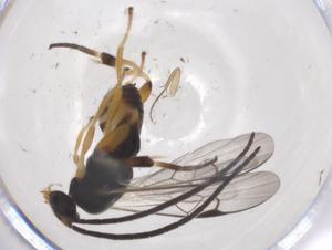  (Hypomicrogaster Malaise8800 - CBG-A57922-G03)  @11 [ ] CreativeCommons - Attribution Share - Alike (2024) Centre for Biodiversity Genomics Centre for Biodiversity Genomics