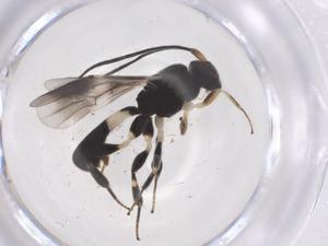  ( - CBG-A57922-G10)  @11 [ ] CreativeCommons - Attribution Share - Alike (2024) Centre for Biodiversity Genomics Centre for Biodiversity Genomics