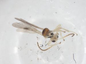  (Leiophron Malaise7226 - CBG-A57930-C06)  @11 [ ] CreativeCommons - Attribution Share - Alike (2024) Centre for Biodiversity Genomics Centre for Biodiversity Genomics