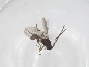  ( - CBG-A57935-D02)  @11 [ ] CreativeCommons - Attribution Share - Alike (2024) Centre for Biodiversity Genomics Centre for Biodiversity Genomics