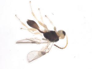  ( - CBG-A57937-H09)  @11 [ ] CreativeCommons - Attribution Share - Alike (2024) Centre for Biodiversity Genomics Centre for Biodiversity Genomics