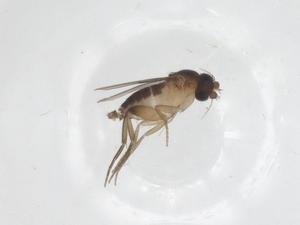  ( - CBG-A57952-B04)  @11 [ ] CreativeCommons - Attribution Share - Alike (2024) Centre for Biodiversity Genomics Centre for Biodiversity Genomics