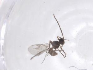  ( - CBG-A57963-G12)  @11 [ ] CreativeCommons - Attribution Share - Alike (2024) Centre for Biodiversity Genomics Centre for Biodiversity Genomics