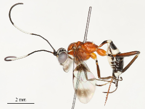  ( - CBG-A58553-A04)  @11 [ ] CreativeCommons - Attribution Share - Alike (2024) CBG Photography Group Centre for Biodiversity Genomics