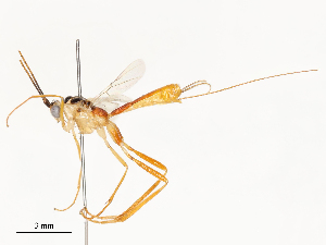  (Macrocentrus Malaise7466 - CBG-A58553-B01)  @11 [ ] CreativeCommons - Attribution Share - Alike (2024) CBG Photography Group Centre for Biodiversity Genomics