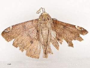  ( - CBG-A58554-A03)  @11 [ ] CreativeCommons - Attribution Share - Alike (2024) CBG Photography Group Centre for Biodiversity Genomics