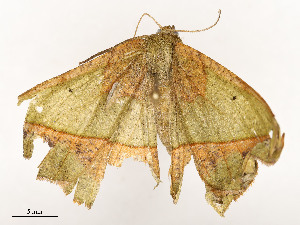  ( - CBG-A58554-A07)  @11 [ ] CreativeCommons - Attribution Share - Alike (2024) CBG Photography Group Centre for Biodiversity Genomics