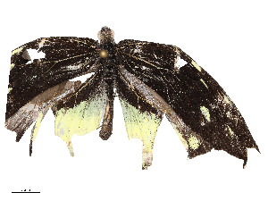  (Dismorphia Malaise3758 - CBG-A58554-A09)  @11 [ ] CreativeCommons - Attribution Share - Alike (2024) CBG Photography Group Centre for Biodiversity Genomics