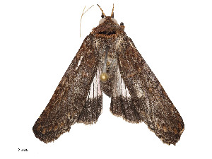  (Nagara Malaise9956 - CBG-A58554-B04)  @11 [ ] CreativeCommons - Attribution Share - Alike (2024) CBG Photography Group Centre for Biodiversity Genomics