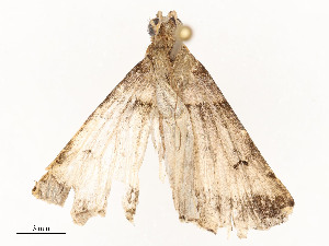  ( - CBG-A58554-B07)  @11 [ ] CreativeCommons - Attribution Share - Alike (2024) CBG Photography Group Centre for Biodiversity Genomics