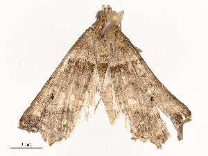  ( - CBG-A58554-B08)  @11 [ ] CreativeCommons - Attribution Share - Alike (2024) CBG Photography Group Centre for Biodiversity Genomics