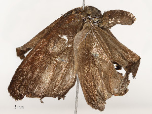  ( - CBG-A58554-D03)  @11 [ ] CreativeCommons - Attribution Share - Alike (2024) CBG Photography Group Centre for Biodiversity Genomics