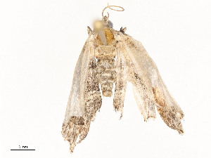  ( - CBG-A58554-E02)  @11 [ ] CreativeCommons - Attribution Share - Alike (2024) CBG Photography Group Centre for Biodiversity Genomics