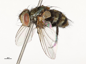  ( - CBG-A58555-A10)  @11 [ ] CreativeCommons - Attribution Share - Alike (2024) CBG Photography Group Centre for Biodiversity Genomics