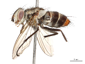  ( - CBG-A58555-C01)  @11 [ ] CreativeCommons - Attribution Share - Alike (2024) CBG Photography Group Centre for Biodiversity Genomics