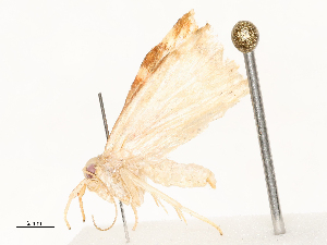  ( - CBG-A58555-C10)  @11 [ ] CreativeCommons - Attribution Share - Alike (2024) CBG Photography Group Centre for Biodiversity Genomics
