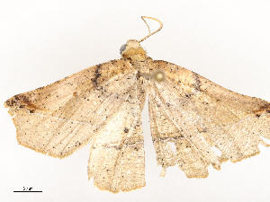  ( - CBG-A58558-B01)  @11 [ ] CreativeCommons - Attribution Share - Alike (2025) CBG Photography Group Centre for Biodiversity Genomics