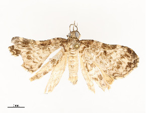  ( - CBG-A58558-E02)  @11 [ ] CreativeCommons - Attribution Share - Alike (2025) CBG Photography Group Centre for Biodiversity Genomics
