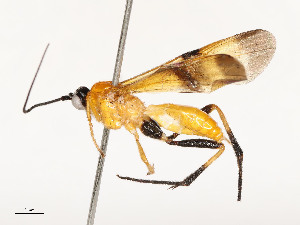  ( - CBG-A58559-A10)  @11 [ ] CreativeCommons - Attribution Share - Alike (2025) CBG Photography Group Centre for Biodiversity Genomics