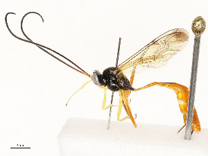  (Dusona malaise9200 - CBG-A58559-C05)  @11 [ ] CreativeCommons - Attribution Share - Alike (2025) CBG Photography Group Centre for Biodiversity Genomics