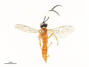  ( - CBG-A58559-D09)  @11 [ ] CreativeCommons - Attribution Share - Alike (2025) CBG Photography Group Centre for Biodiversity Genomics