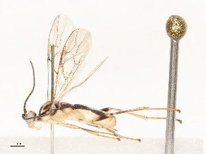  ( - CBG-A58559-H09)  @11 [ ] CreativeCommons - Attribution Share - Alike (2025) CBG Photography Group Centre for Biodiversity Genomics