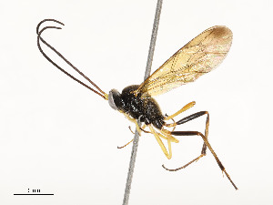  (Dusona INB-844DHJA01 - CBG-A58560-B02)  @11 [ ] CreativeCommons - Attribution Share - Alike (2025) CBG Photography Group Centre for Biodiversity Genomics