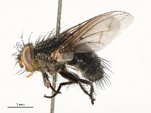  (Trafoia Malaise7441 - CBG-A58560-D08)  @11 [ ] CreativeCommons - Attribution Share - Alike (2025) CBG Photography Group Centre for Biodiversity Genomics