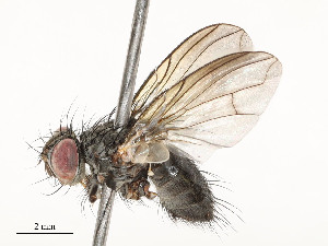  ( - CBG-A58560-G05)  @11 [ ] CreativeCommons - Attribution Share - Alike (2025) CBG Photography Group Centre for Biodiversity Genomics