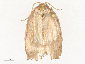  ( - CBG-A58657-A11)  @11 [ ] CreativeCommons - Attribution Share - Alike (2024) CBG Photography Group Centre for Biodiversity Genomics